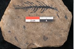 Foto (Detailansicht) von Araucaria sternbergii Goeppert (NHMW-GEO-2024-0188-8300)